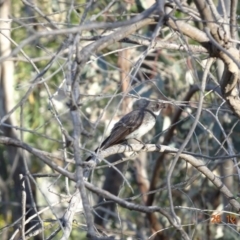 Rhipidura albiscapa (Grey Fantail) at Deakin, ACT - 26 Dec 2018 by TomT