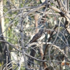 Rhipidura albiscapa (Grey Fantail) at Deakin, ACT - 25 Dec 2018 by TomT