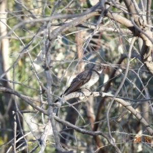 Rhipidura albiscapa at Deakin, ACT - 26 Dec 2018 07:41 AM