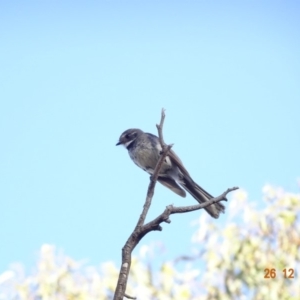 Rhipidura albiscapa at Deakin, ACT - 26 Dec 2018 07:41 AM