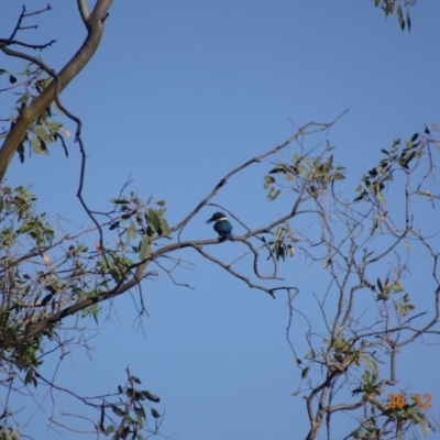 Todiramphus sanctus (Sacred Kingfisher) at Red Hill Nature Reserve - 25 Dec 2018 by TomT