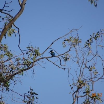 Todiramphus sanctus (Sacred Kingfisher) at Deakin, ACT - 26 Dec 2018 by TomT