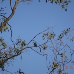 Todiramphus sanctus at Deakin, ACT - 26 Dec 2018