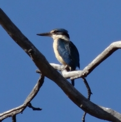 Todiramphus sanctus (Sacred Kingfisher) at Deakin, ACT - 7 Dec 2018 by TomT