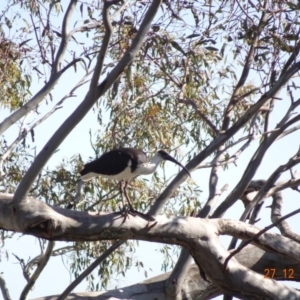 Threskiornis spinicollis at Deakin, ACT - 27 Dec 2018