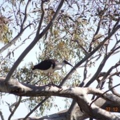 Threskiornis spinicollis (Straw-necked Ibis) at Red Hill Nature Reserve - 26 Dec 2018 by TomT