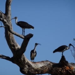 Threskiornis spinicollis at Deakin, ACT - 27 Dec 2018