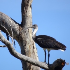 Threskiornis spinicollis at Deakin, ACT - 27 Dec 2018