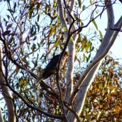 Oriolus sagittatus (Olive-backed Oriole) at Hughes, ACT - 18 Dec 2018 by TomT