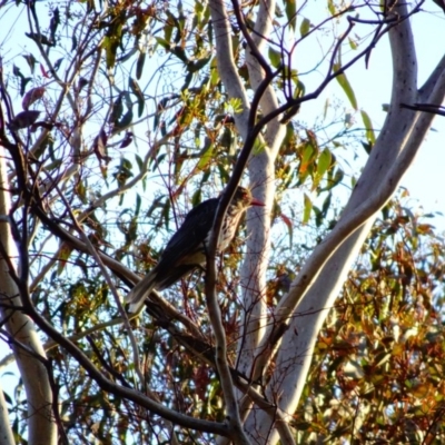 Oriolus sagittatus (Olive-backed Oriole) at Hughes, ACT - 17 Dec 2018 by TomT