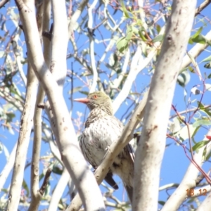 Oriolus sagittatus at Hughes, ACT - 18 Dec 2018 08:31 AM