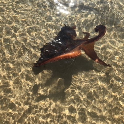 Octopus tetricus at Wallaga Lake, NSW - 28 Jan 2017 by JanineOB