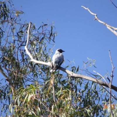 Coracina novaehollandiae (Black-faced Cuckooshrike) at Hughes Grassy Woodland - 25 Dec 2018 by TomT