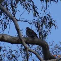 Phaps chalcoptera (Common Bronzewing) at Red Hill to Yarralumla Creek - 4 Dec 2018 by TomT
