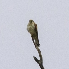 Falco cenchroides (Nankeen Kestrel) at Molonglo Valley, ACT - 19 Dec 2018 by JonSteinbeck
