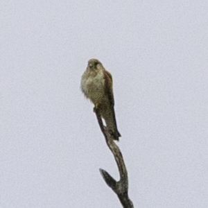 Falco cenchroides at Molonglo Valley, ACT - 19 Dec 2018