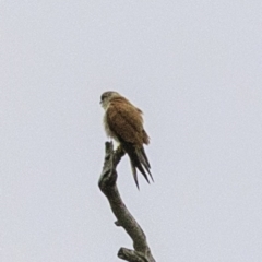 Falco cenchroides at Molonglo Valley, ACT - 19 Dec 2018