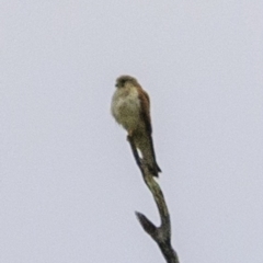 Falco cenchroides at Molonglo Valley, ACT - 19 Dec 2018