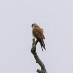 Falco cenchroides at Molonglo Valley, ACT - 19 Dec 2018