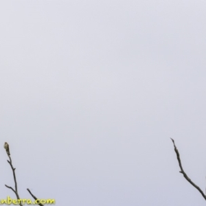 Falco cenchroides at Molonglo Valley, ACT - 19 Dec 2018