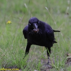 Corvus coronoides (Australian Raven) at Molonglo Valley, ACT - 19 Dec 2018 by BIrdsinCanberra