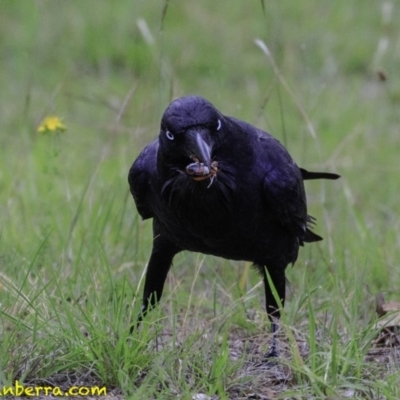 Corvus coronoides (Australian Raven) at Sth Tablelands Ecosystem Park - 18 Dec 2018 by BIrdsinCanberra