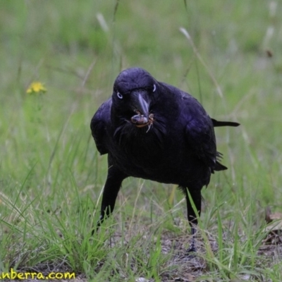 Corvus coronoides (Australian Raven) at Molonglo Valley, ACT - 19 Dec 2018 by JonSteinbeck