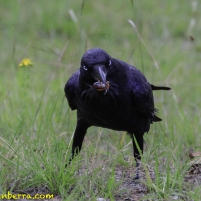 Corvus coronoides (Australian Raven) at Molonglo Valley, ACT - 19 Dec 2018 by BIrdsinCanberra