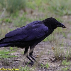 Corvus coronoides at Molonglo Valley, ACT - 19 Dec 2018