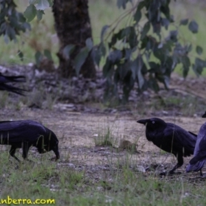 Corvus coronoides at Molonglo Valley, ACT - 19 Dec 2018