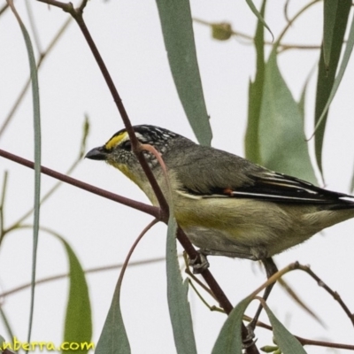 Pardalotus striatus (Striated Pardalote) at Molonglo Valley, ACT - 19 Dec 2018 by JonSteinbeck