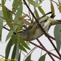 Pardalotus striatus at Molonglo Valley, ACT - 19 Dec 2018 07:27 AM