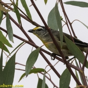 Pardalotus striatus at Molonglo Valley, ACT - 19 Dec 2018 07:27 AM