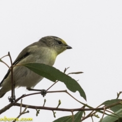 Pardalotus striatus at Molonglo Valley, ACT - 19 Dec 2018 07:27 AM