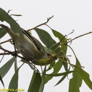 Pardalotus striatus at Molonglo Valley, ACT - 19 Dec 2018 07:27 AM