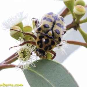 Neorrhina punctata at Molonglo Valley, ACT - 19 Dec 2018