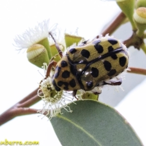 Neorrhina punctata at Molonglo Valley, ACT - 19 Dec 2018