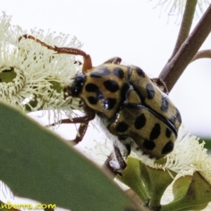 Neorrhina punctata at Molonglo Valley, ACT - 19 Dec 2018