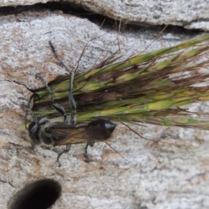 Isodontia sp. (genus) at Tuggeranong DC, ACT - 24 Dec 2018 05:35 PM