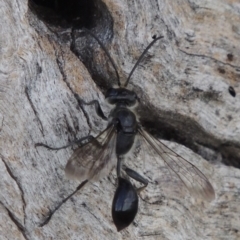 Isodontia sp. (genus) at Tuggeranong DC, ACT - 24 Dec 2018 05:35 PM