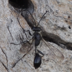 Isodontia sp. (genus) at Tuggeranong DC, ACT - 24 Dec 2018 05:35 PM