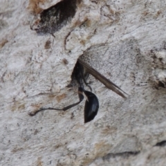 Isodontia sp. (genus) at Tuggeranong DC, ACT - 24 Dec 2018 05:35 PM