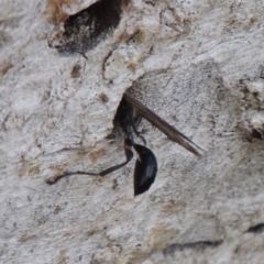 Isodontia sp. (genus) at Tuggeranong DC, ACT - 24 Dec 2018