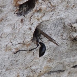 Isodontia sp. (genus) at Tuggeranong DC, ACT - 24 Dec 2018