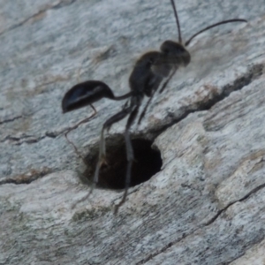 Isodontia sp. (genus) at Tuggeranong DC, ACT - 24 Dec 2018 05:35 PM