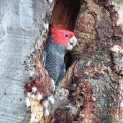 Callocephalon fimbriatum (Gang-gang Cockatoo) at GG40 - 26 Dec 2018 by TomT