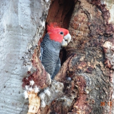 Callocephalon fimbriatum (Gang-gang Cockatoo) at GG146 - 26 Dec 2018 by TomT