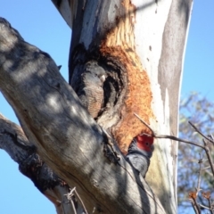 Callocephalon fimbriatum (Gang-gang Cockatoo) at GG38 - 25 Dec 2018 by TomT