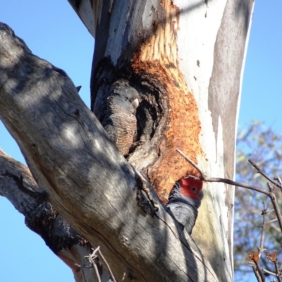 Callocephalon fimbriatum (Gang-gang Cockatoo) at GG101 - 25 Dec 2018 by TomT