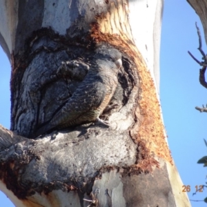 Callocephalon fimbriatum at Hughes, ACT - 26 Dec 2018